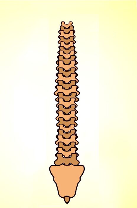 δομή της σπονδυλικής στήλης